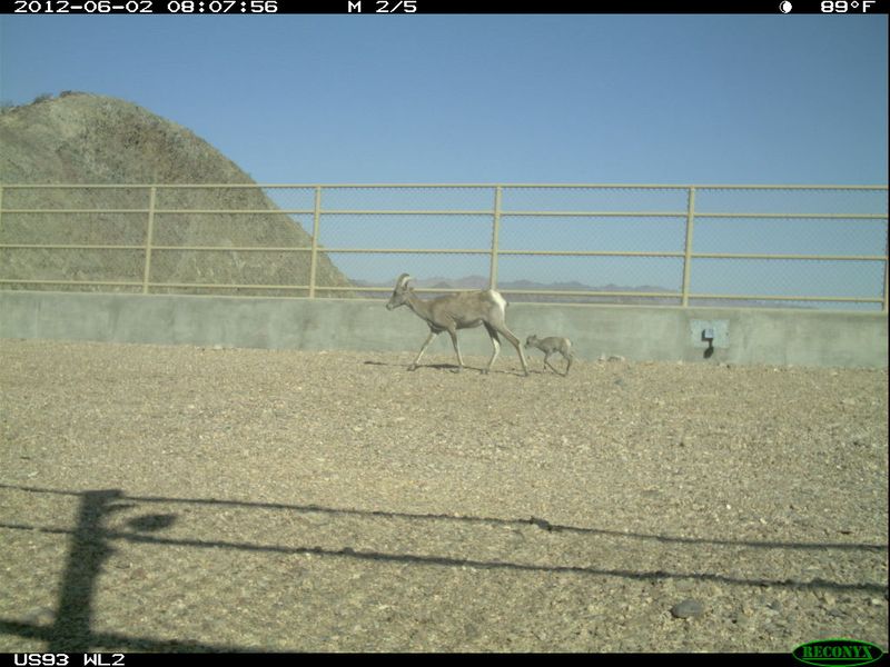 Desert Bighorn Sheep's Surprising Fence Jumps