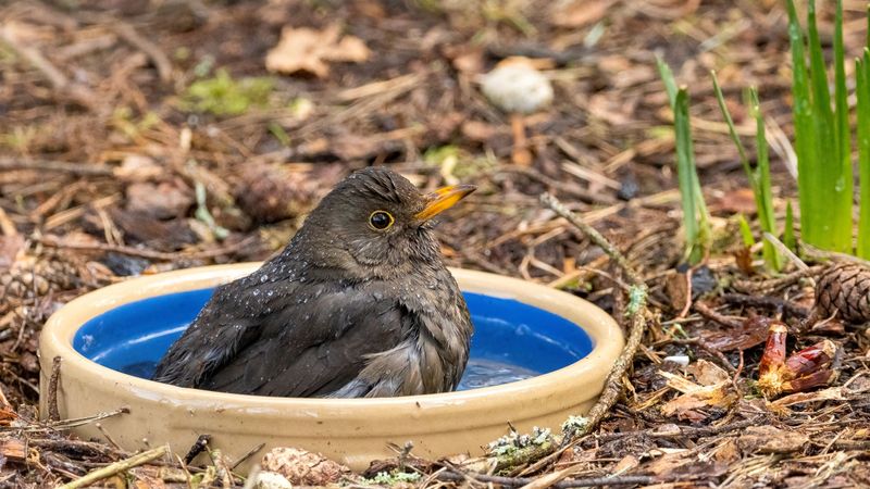 Neglecting Ground Bathers