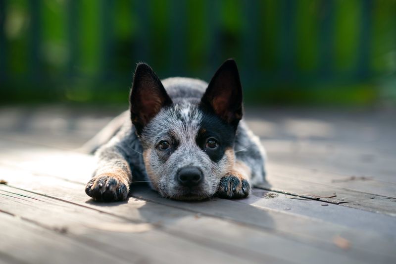Relentless Pursuers: Australian Cattle Dogs