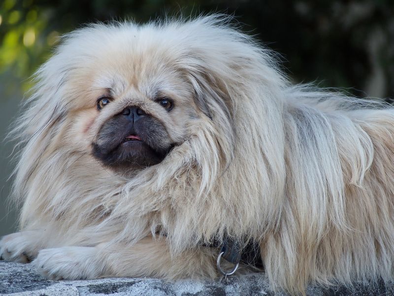 Pekingese: The Mop That Barks