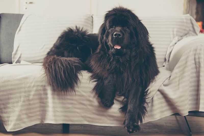 Newfoundland: The Gentle Giant