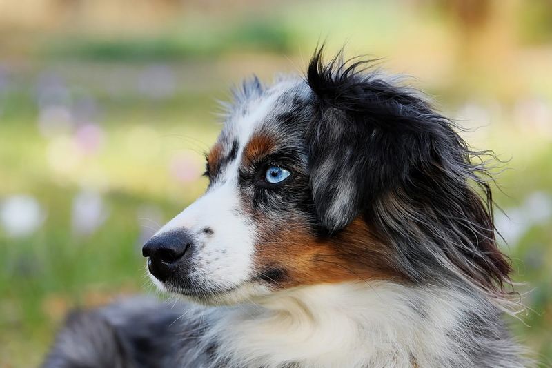 Australian Shepherds: Brainy Herders Overwhelmed By Chaos