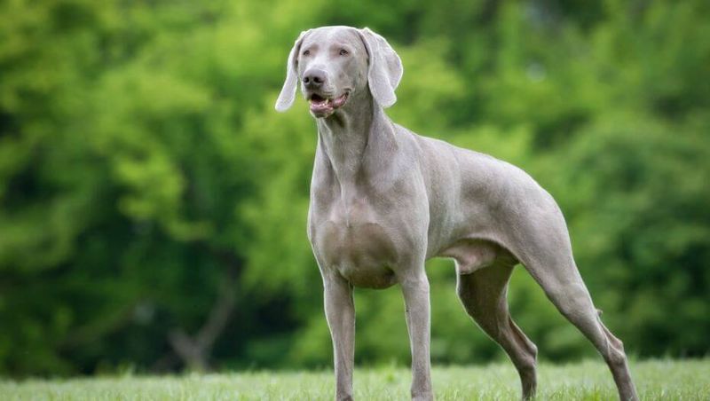 Weimaraner