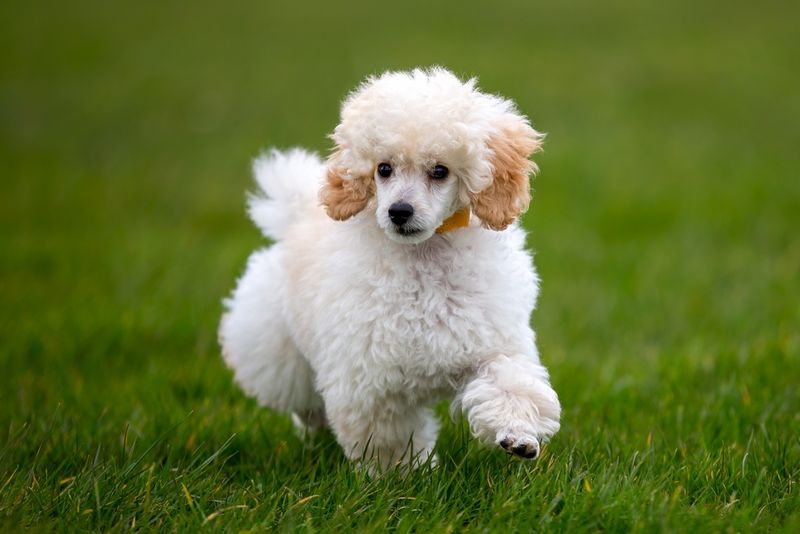 Miniature Poodles: Smart Socializers
