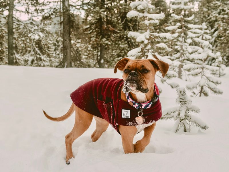Boxers: Muscular Athletes With Cold Intolerance