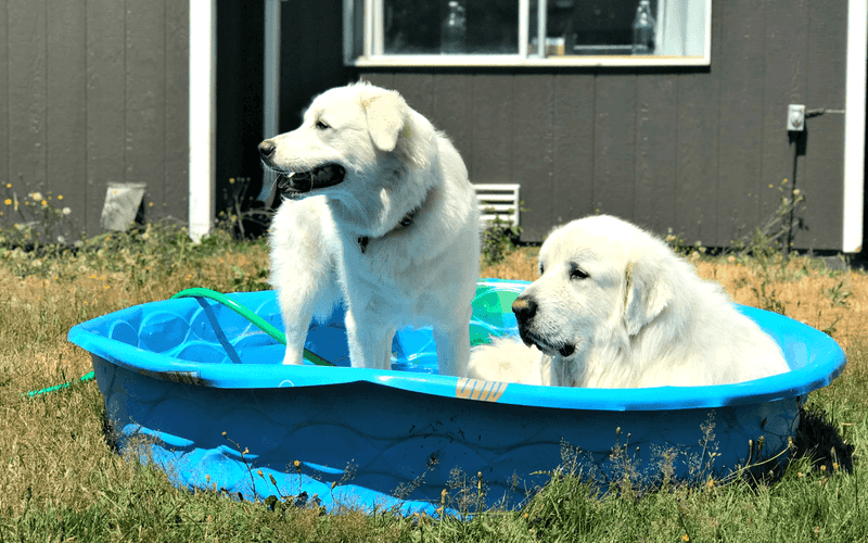 Great Pyrenees Need Special Summer Care