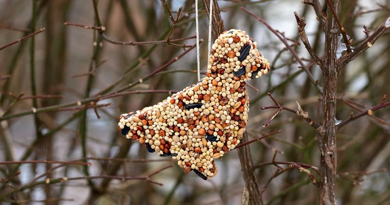 Cookie Cutter Seed Shapes