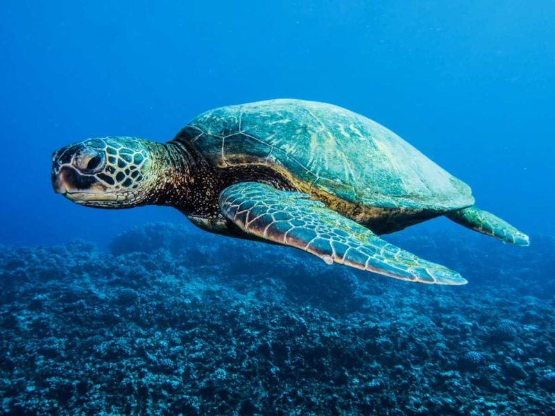 14 Aquatic Animals That Breathe Air