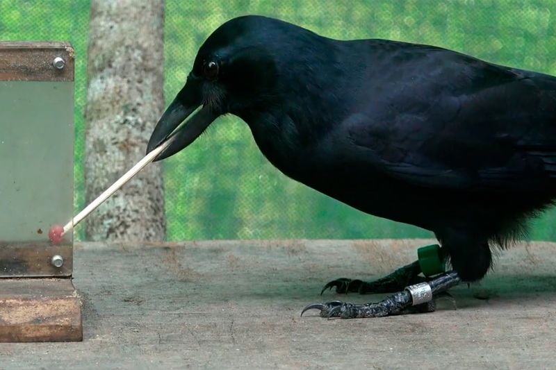 Corvids: The Feathered Geniuses