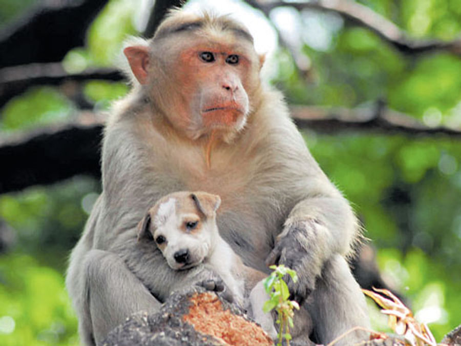 Rhesus Macaques Caring For Abandoned Puppies