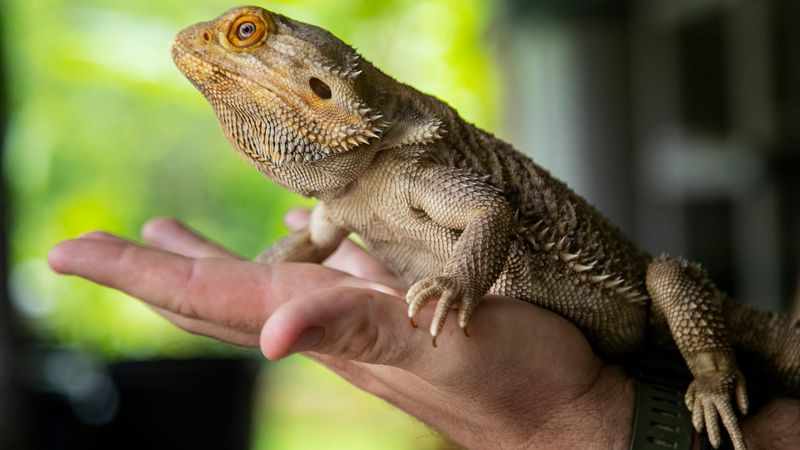 Bearded Dragons