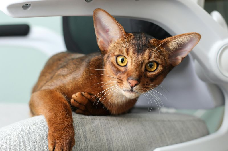 Acrobatic Abyssinians
