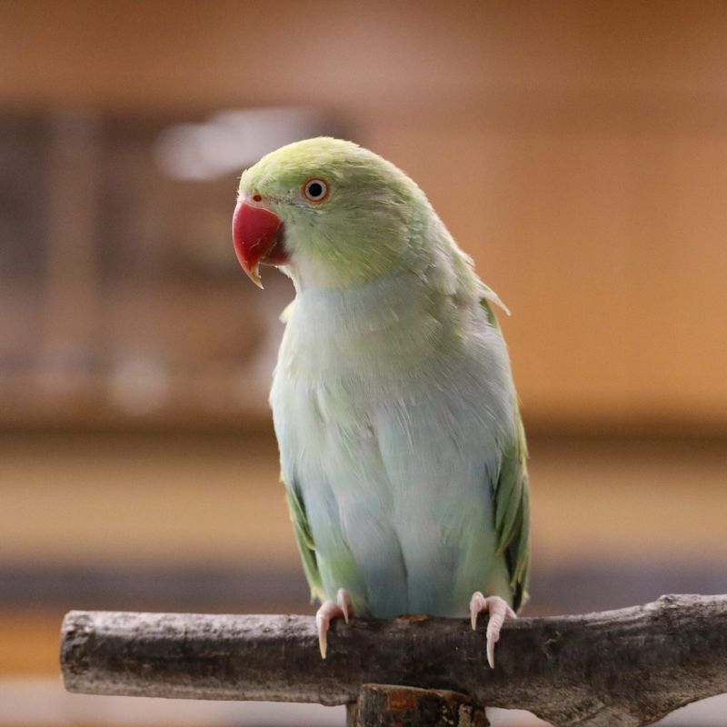 Indian Ringneck Parakeet