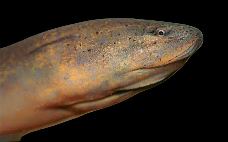 Asian Swamp Eel