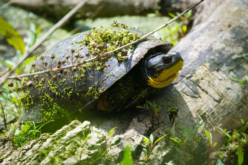 Blanding's Turtle: The Ageless Freshwater Explorer