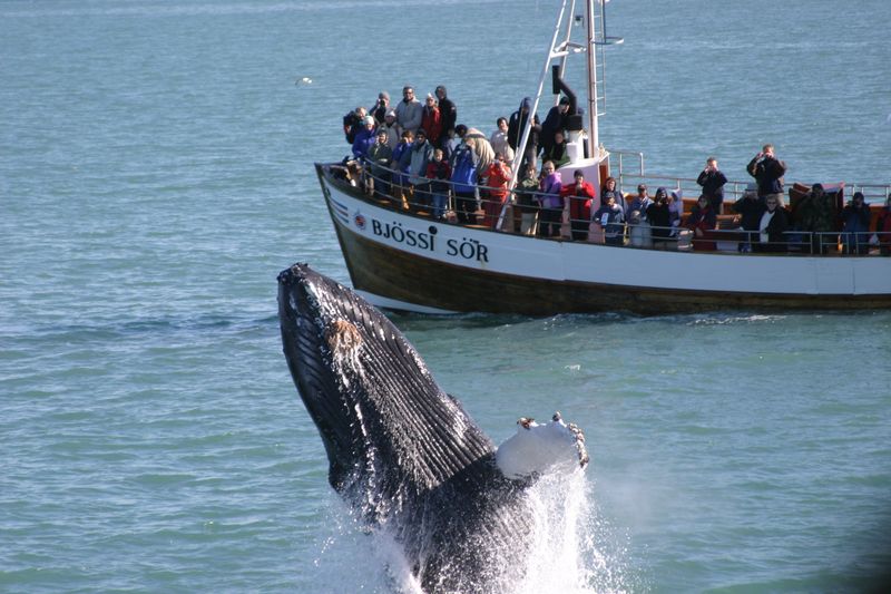 The Economic Reality Behind Modern Whaling