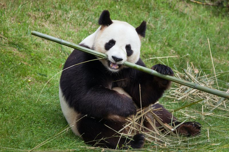 Giant Panda