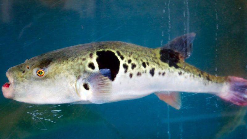 Pufferfish