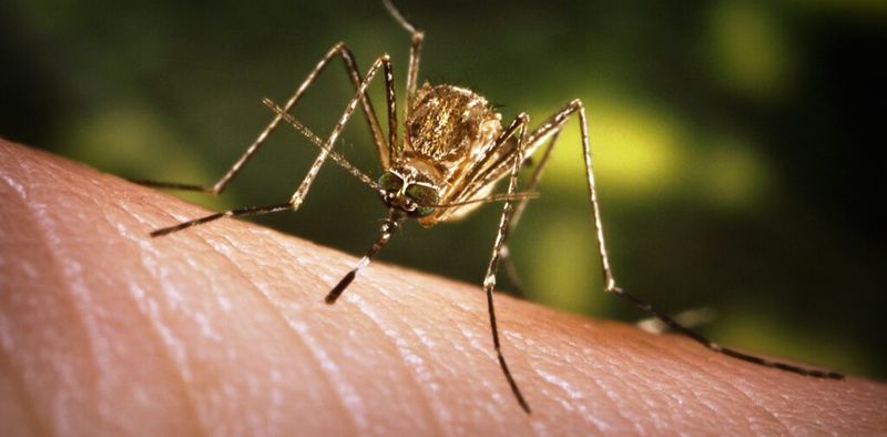 Mosquitoes