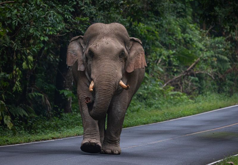 Elephant