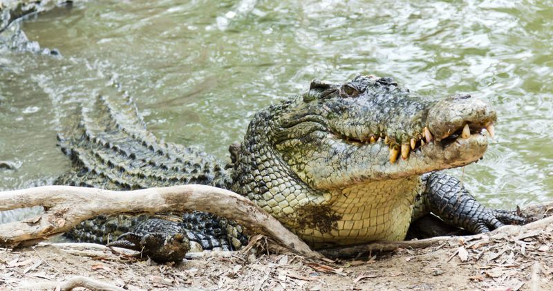 Saltwater Crocodiles: Ambush Masters