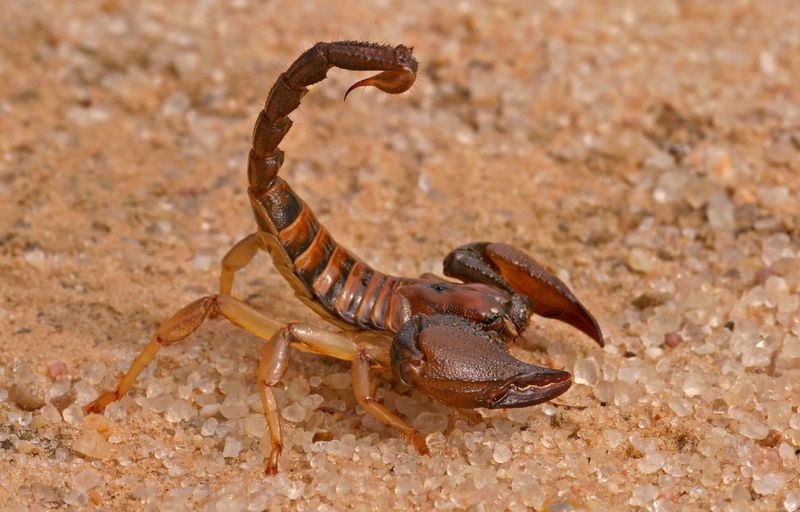 Indian Red Scorpion