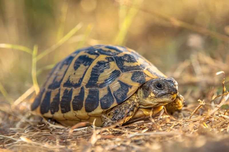 Hermann's Tortoises