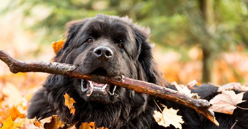 Newfoundland