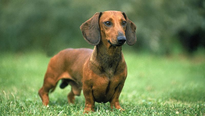 Dachshund (Smooth)