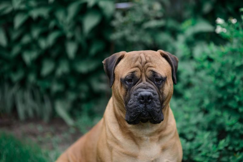 Bullmastiff