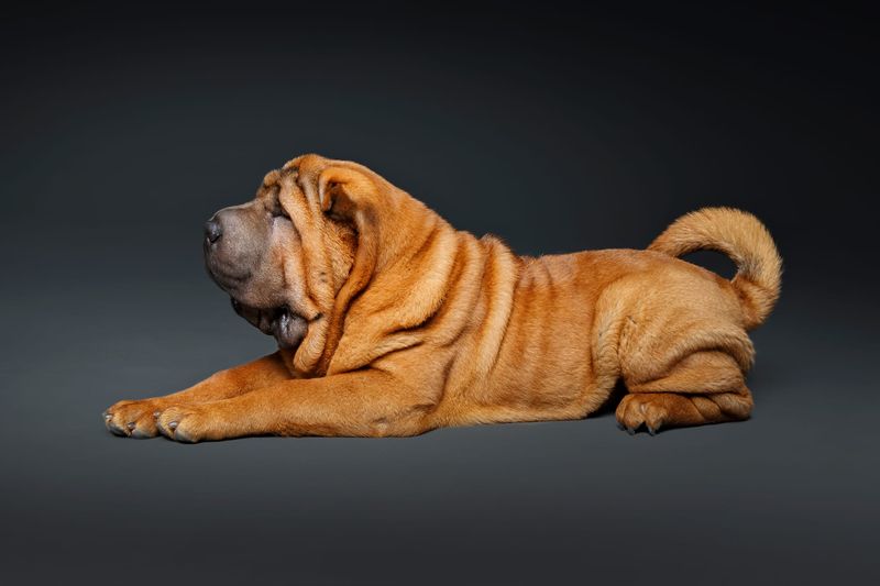 Shar-Pei