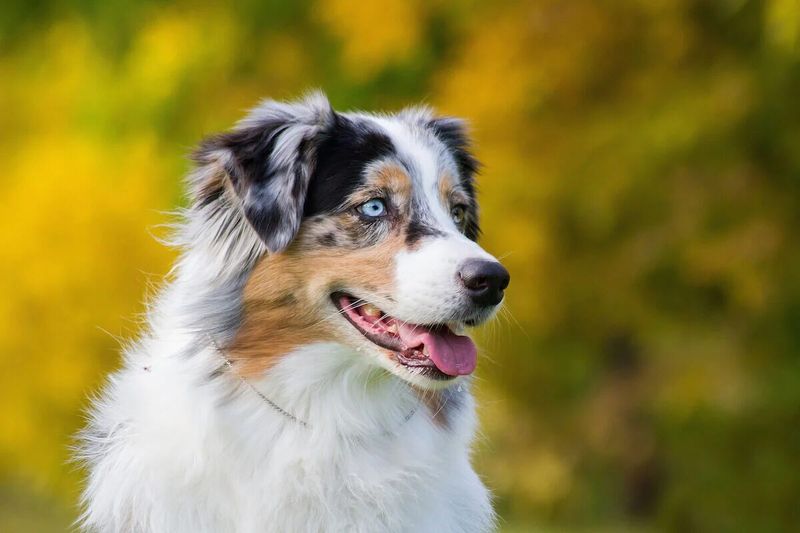 Australian Shepherd Mixes: Harmonious Herders
