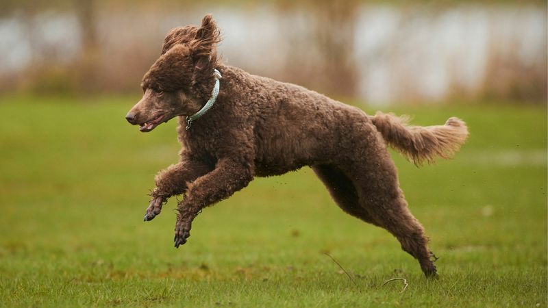 Standard Poodle: The Sophisticated Athlete