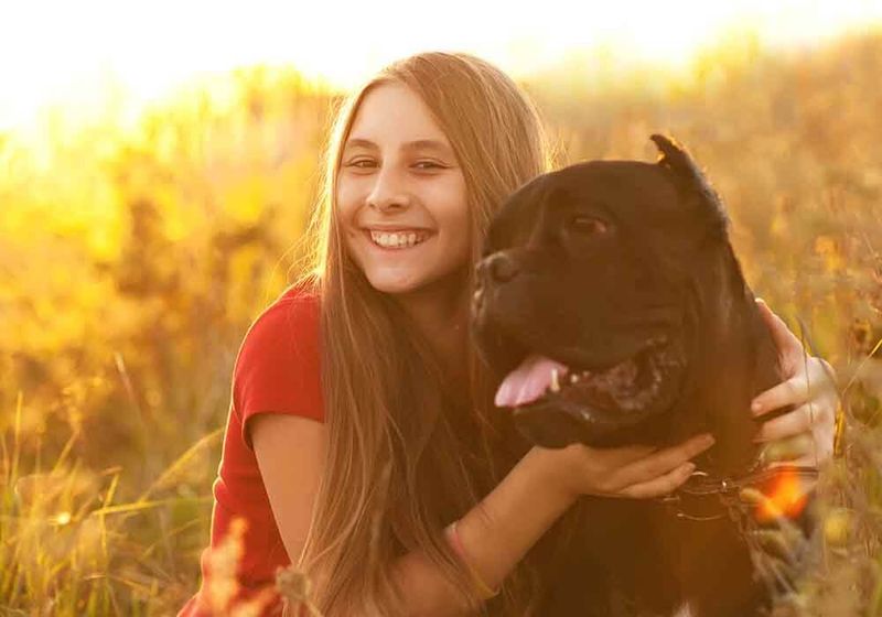 Cane Corso