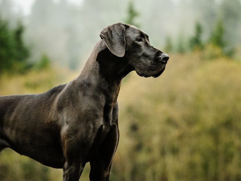 Great Danes