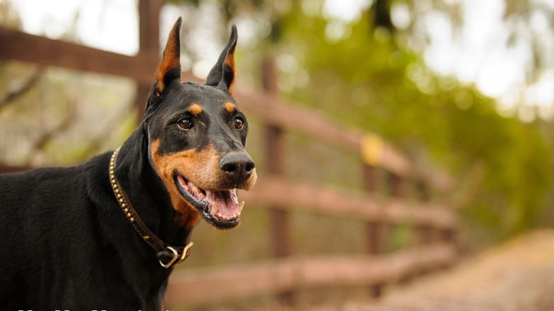 Doberman Pinschers: Misunderstood Sweethearts