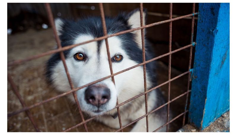 Siberian Huskies: Beautiful But Demanding