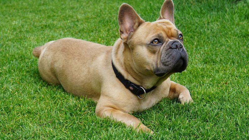 French Bulldogs: Breathing Troubles In Frigid Air