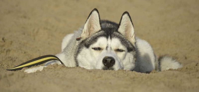 Siberian Huskies Struggle Despite Shedding
