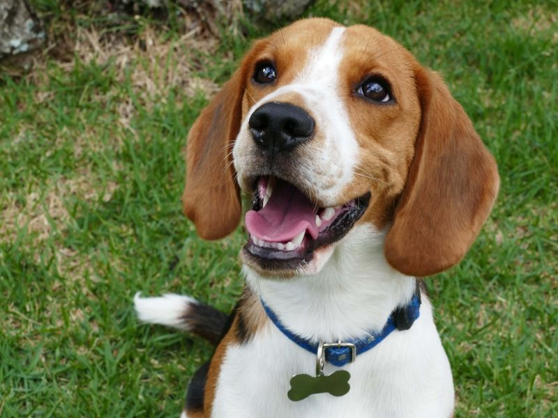 Beagles: The Merry Little Hounds