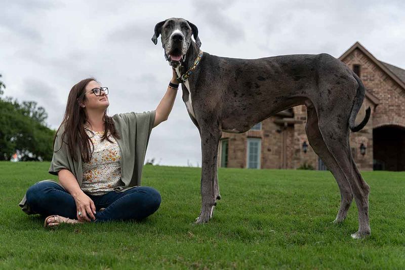 Great Danes: Gentle Giants Who Think They're Tiny