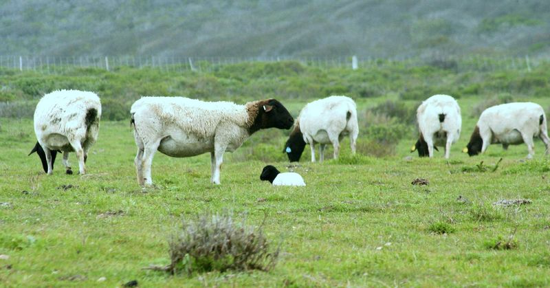Dorper Sheep 