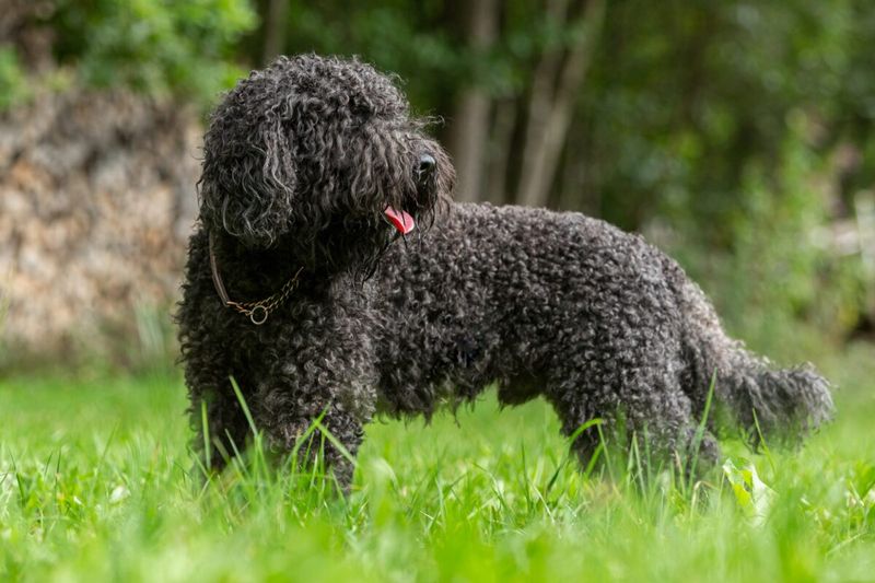 Barbet
