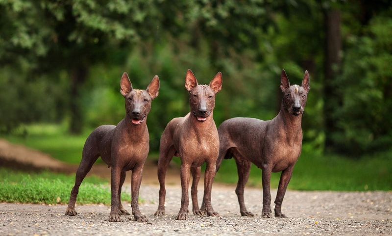 Xoloitzcuintli