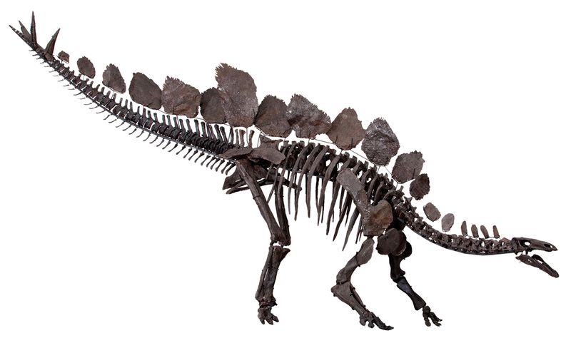 Stegosaurus