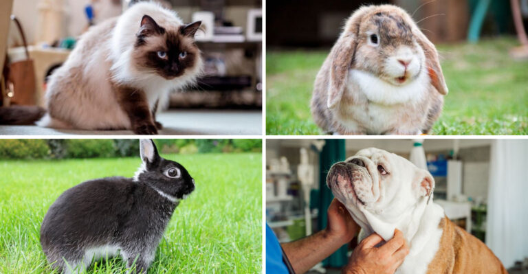 Brachycephalic Animal Breeds: Understanding Short-Nosed Animals