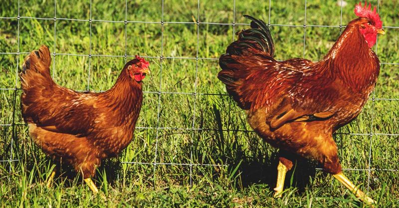 New Hampshire Red: The Practical Homesteader