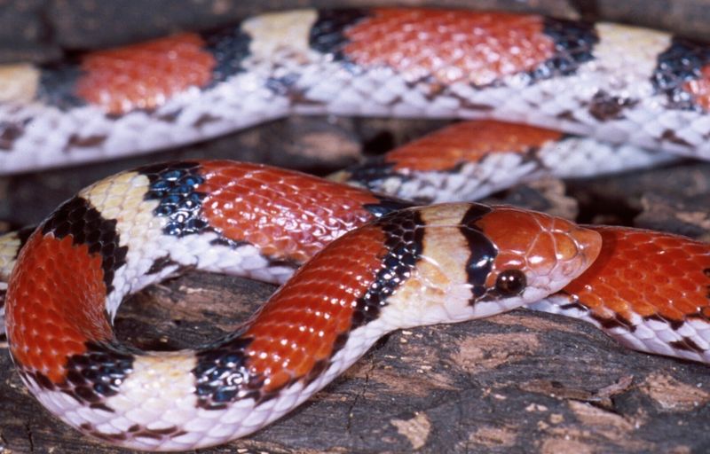 Scarlet Snake – The Coral Copycat