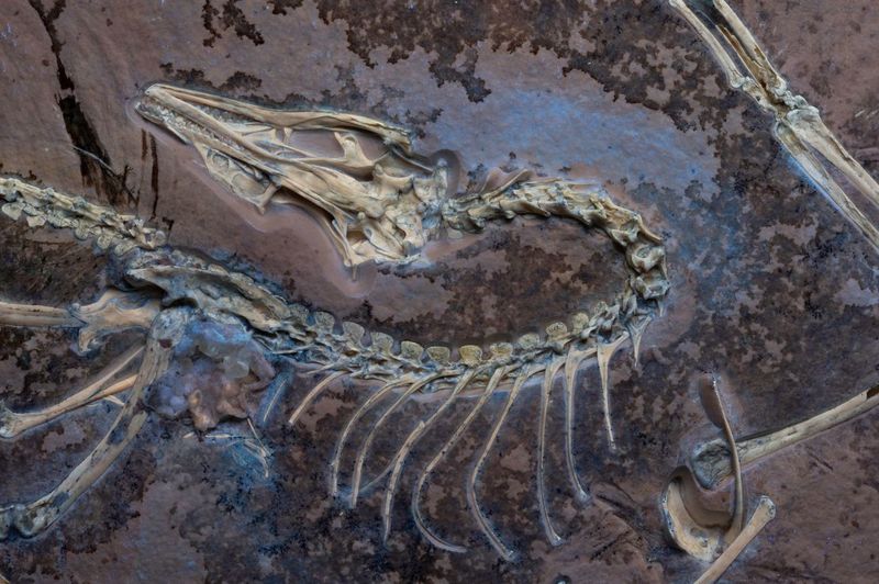 Skin Impressions Reveal Scaly Past