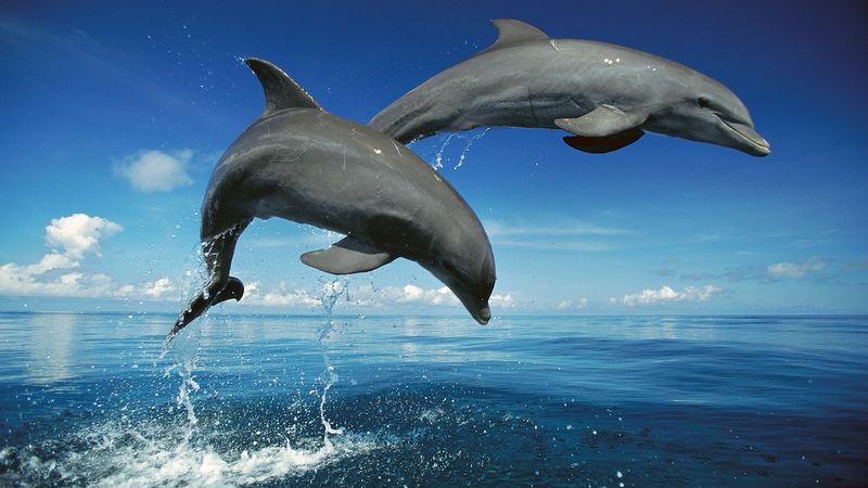 Memory Masters Of The Sea